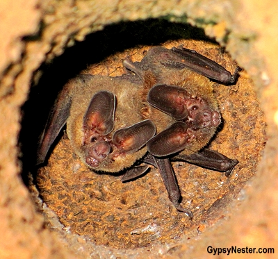 Bats in a tree in Costa Rica