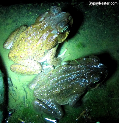 Toads in Costa Rica