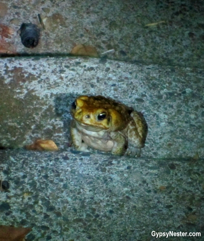 A cane toad in Costa Rica