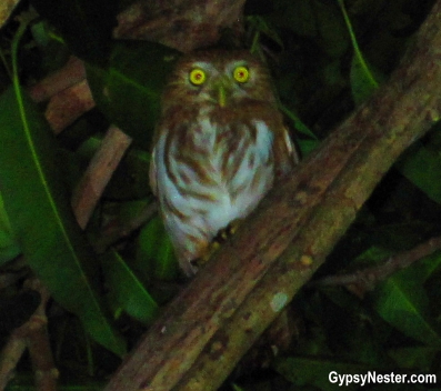 A screech owl in Costa Rica