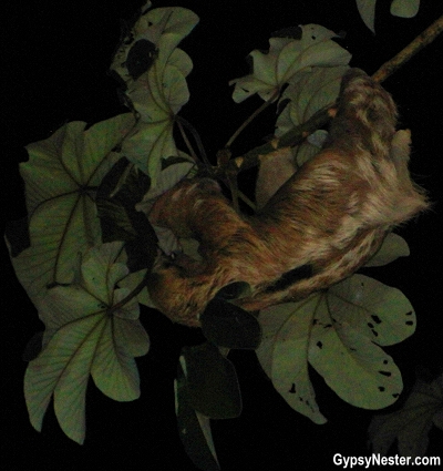 A sloth in Costa Rica at night