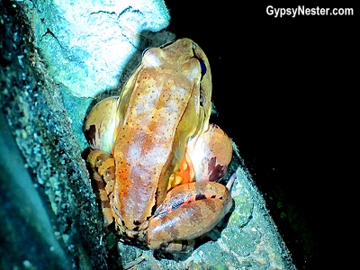 A bullfrog at night in Costa Rica