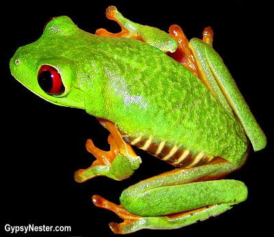 A red eyed tree frog on the grounds of Parador Resort and Spa in Costa Rica