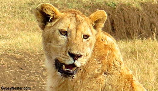 Close up of a lion's face in Ngorongoro Conservation Area in Tanzania, Africa with Discover Corps