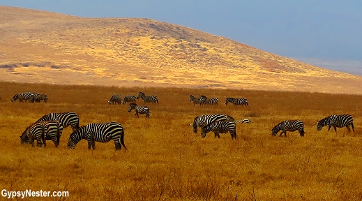 Zebras graze in Tarangire National Park, Tanzania, Africa