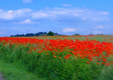 Poppy field in Czech Countryside