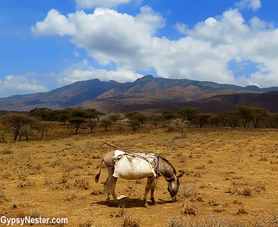 Since the Maasai are a nomadic people, their entire structures are portable. It can be dismantled and strapped to a donkey whenever the group needs to move to a new area for grazing the cattle.