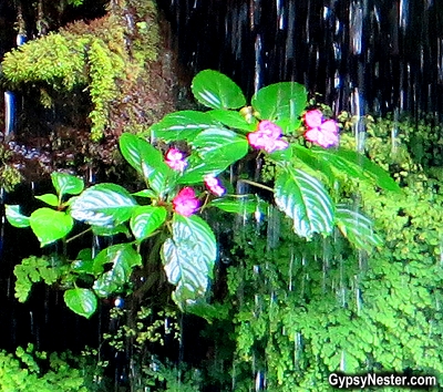 Flowers under the waterfalls on Mt. Kilimanjaro in Tanzania, Africa