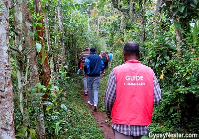 Hiking up Mount Kilimanjaro