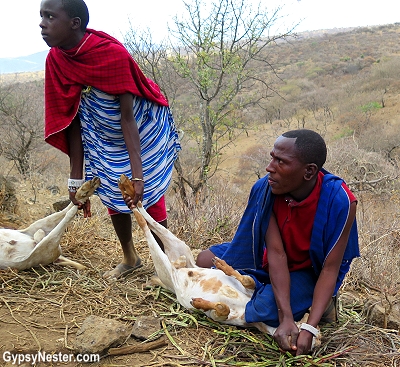 We witnessed a traditional Maasai goat slaughter in Tanzania, Africa with Discover Corps