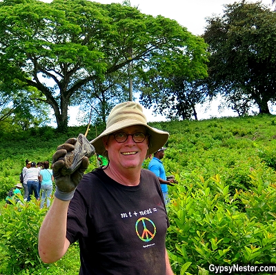 Planting trees in the Dominican Republic