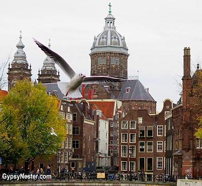 Lots of pigeons in Amsterdam