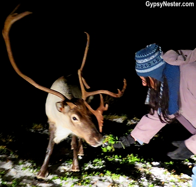 Veronica feeds a reindeer in Norway! GypsyNester.com