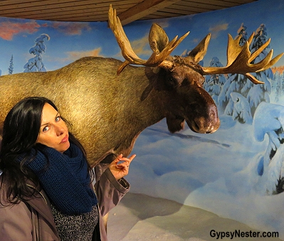 Still don't believe in moose! At the Ski Jump Museum in Oslo, Norway