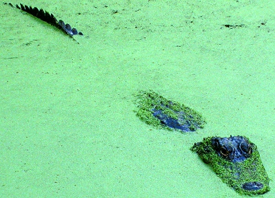 Alligator in the Algae