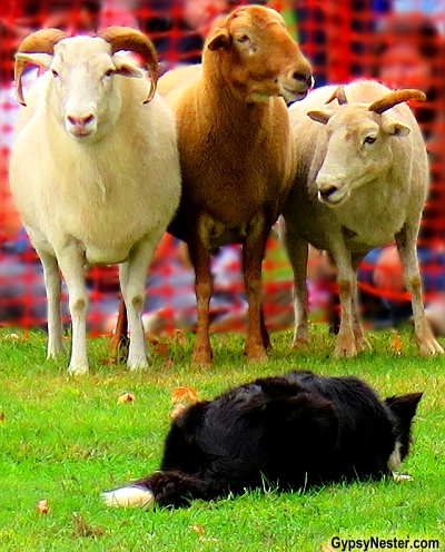 A border collie herds sheep at the New York State Sheep and Wool Festival