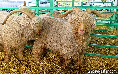 Sheep with crazy horns at the Wood and Sheep Festival in New York