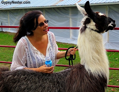 Veronica and her llama friend at the Sheep and Wool Festival, New York! GypsyNester.com