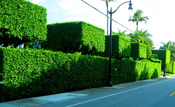 Out of control hedges in Palm Beach