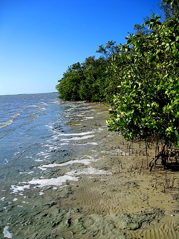 Florida's West Coast