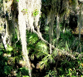 Spanish Moss and Palms