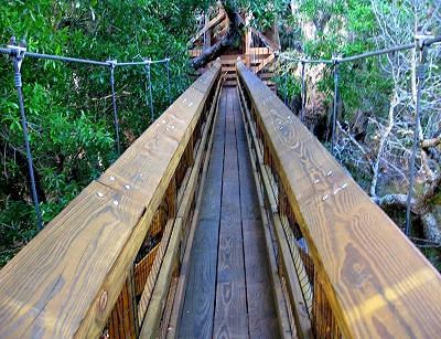 Canopy Walkway in Florida