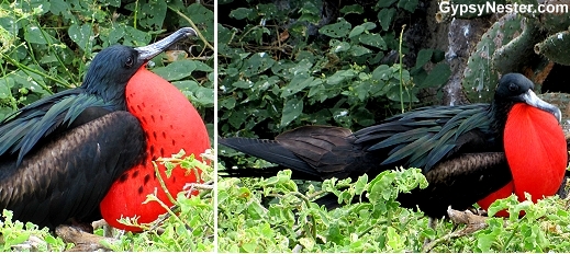 Male frigates inflating in Galapagos Islands