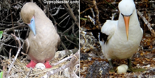 Boobys looking after eggs in the Galapagos, Genovesa Island