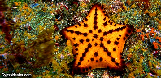 Chocolate chip sea star, starfish in the Galapagos Islands