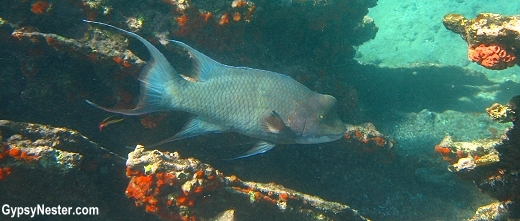Hog fish, Galapagos Islands