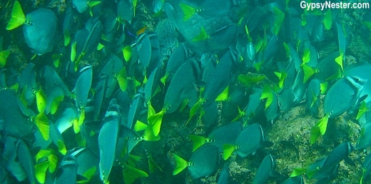 Razor Fish, Galapagos