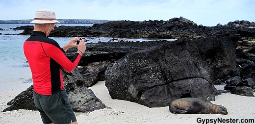 Sea lion in the Galapagos