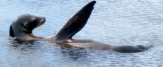 A sea lion plays in a lagoon