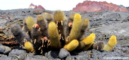 Cactus grows among the lava flows on Santiago Islands, Galapagos, Ecuador