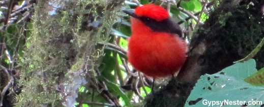 Vermillion Flycatcher of the Galapagos