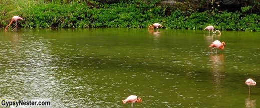 Flamingoes in the Galapagos