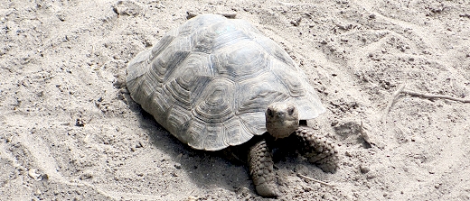 adolescent giant tortoise in The Galapagos