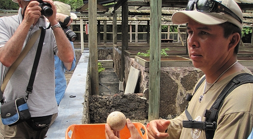 Giant tortoise egg in te Galapagos