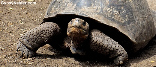 GIANT Tortoise