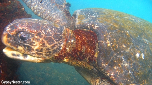 Green Sea Turtles in Galapagos Island, Ecuador