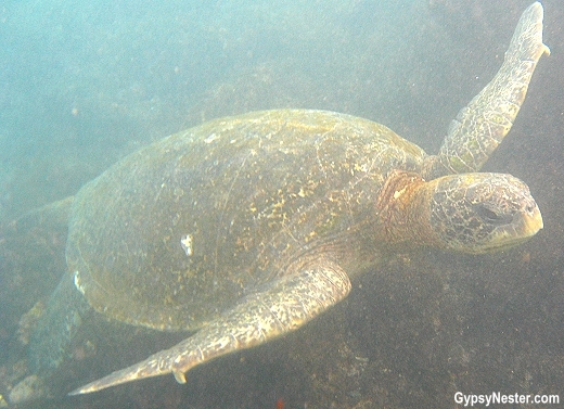 Green Sea Turtles in Galapagos Island, Ecuador