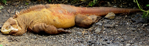 Land Iguana in the Galapagos Islands