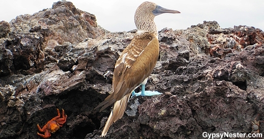 Blue Footed Boobie in the Galapagos