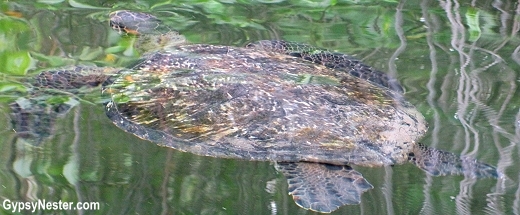Sea turtles in the Galapagos