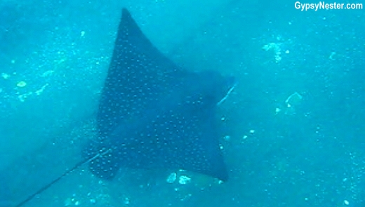 Spotted Eagle Ray in the Galapagos