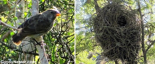 A Darwin Finch and his nest in the Galapagos