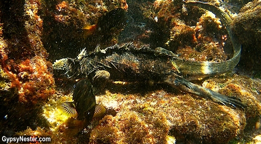 A Galapagos Marine Iguana feeds underwater!