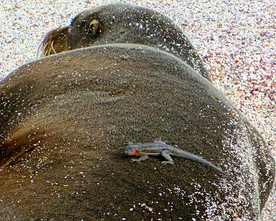 Lava lizard on a sea lion's back in The Galapagos!