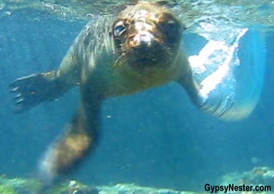 Snorkeling with a sea lion is the galapagos!