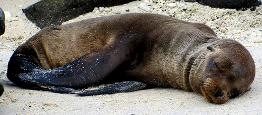 A sea lion pup takes a nap on the beach in the Galapagos Islands